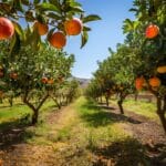 Arbres fruitiers : Plantez pour des fruits sains